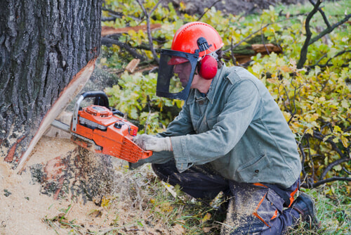 Close up of a man with chainsaw making a v-cut to cut down a tree