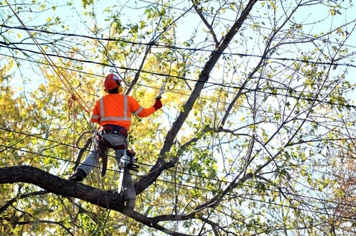 A man in orange shirt trimming a tree near power lines